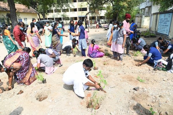 Tree plantation (2)