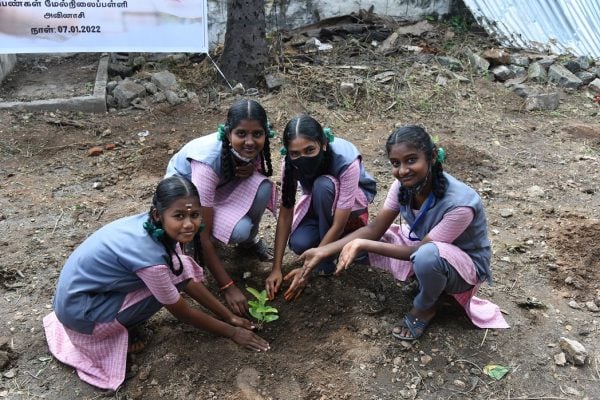 Tree plantation (5)